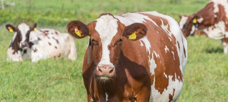 Biolan Animal Bedding