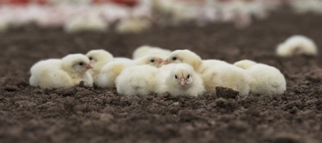 Biolan Animal Bedding