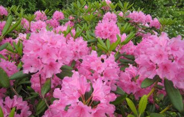 Utilization and disposal of liquids from the toilet